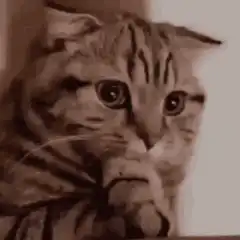 Sad cat crying