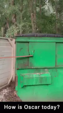 Oscar the Raccoon in Dumpster