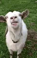 Goat sticking tongue out