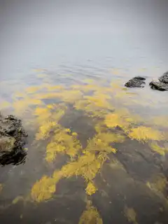 Yellow seaweed in shallow water