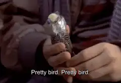 Pretty bird boy holding parakeet