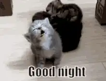 kitten falls asleep good night