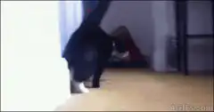 cat rolls on floor