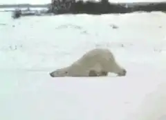 polar bear sliding on belly in snow