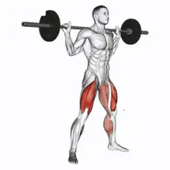 Barbell squat muscle anatomy