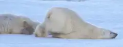 Polar bear sliding on snow