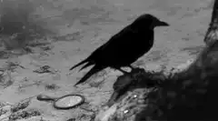 Black bird looking at mirror