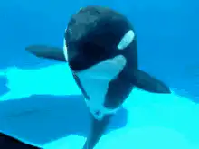 Orca swimming underwater