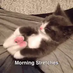 Sleepy kitten morning stretches