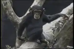Chimpanzee falls off tree branch