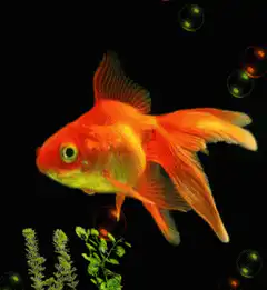 Orange goldfish swimming with bubbles