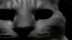 Cat with black eyes and paw