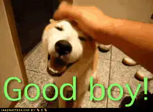 Happy dog getting head pats