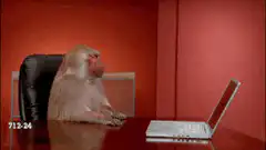 Monkey slams laptop shut