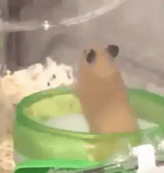 hamster in green bowl expecting you