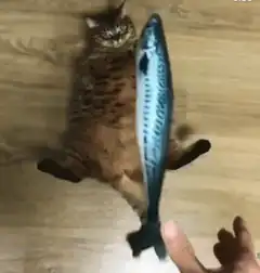 Cat plays with fish toy