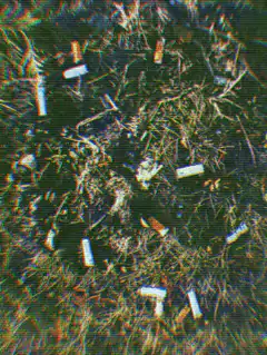 cigarette butts in grass