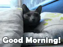 Black cat yawning good morning
