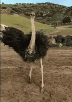 Ostrich farting lightning bolts