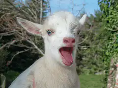 Goat screaming with mouth wide open
