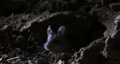 Mouse yawning in a hole