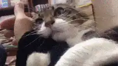 Cat biting and hugging a human foot