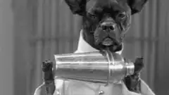dog bartender shaking cocktail