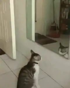 cat dancing with mirror reflection