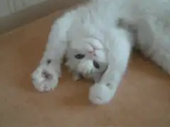 white cat lying on floor
