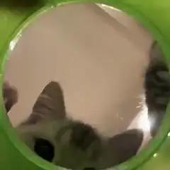 kitten inside green tube