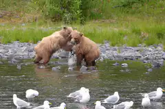 Two brown bear cubs play fighting in a river