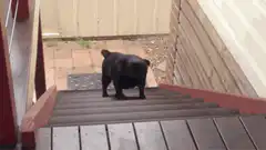 Black pug on wooden stairs