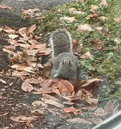 Squirrel eating leaves in autumn