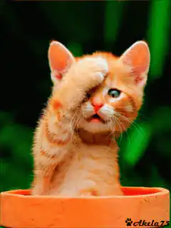 kitten facepalm in pot