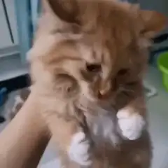 fluffy orange cat yawning