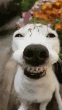 Smiling dog with flower crown
