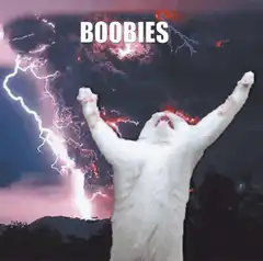 Cat screaming at sky with BOOBIES text