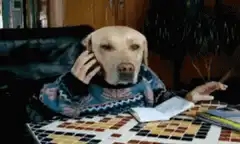 Dog on phone smoking