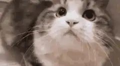 wide-eyed cat looking up