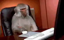 monkey typing on keyboard