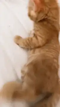 orange kitten falls asleep on bed