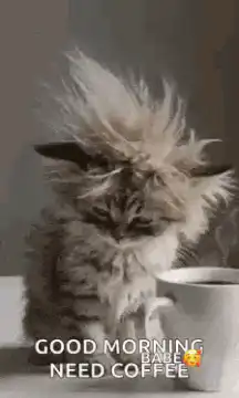 Fluffy kitten with messy hair next to coffee
