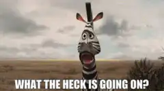 What the heck is going on zebra