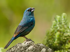 Blue bird on a rock