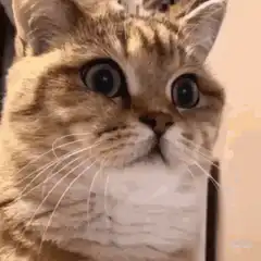 Cat zooming in on eyes