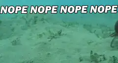 Octopus says nope and hides