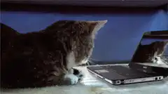 Cat shocked by its own reflection