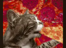 cat eating pizza