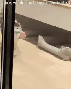 cat brings rose valentine