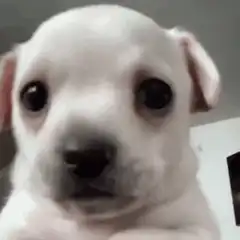 Sad white puppy looking at camera
